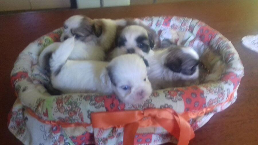 CACHORROS SHIH ZTU PUROS