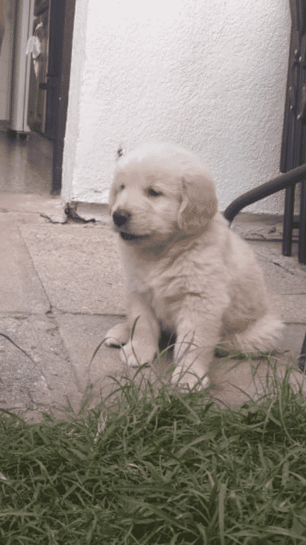 Cachorro Golden Retriever