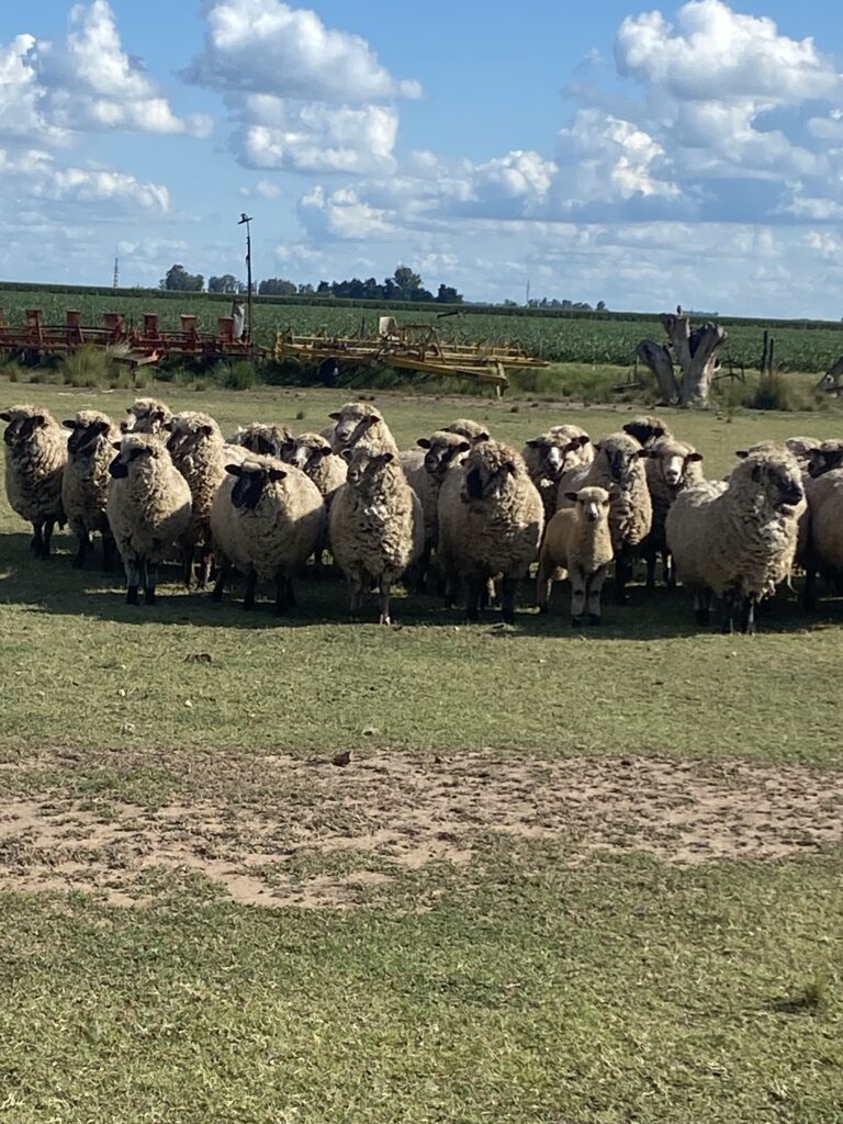 Vendo ovejas madres preñadas