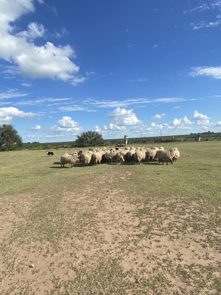 Vendo ovejas madres preñadas