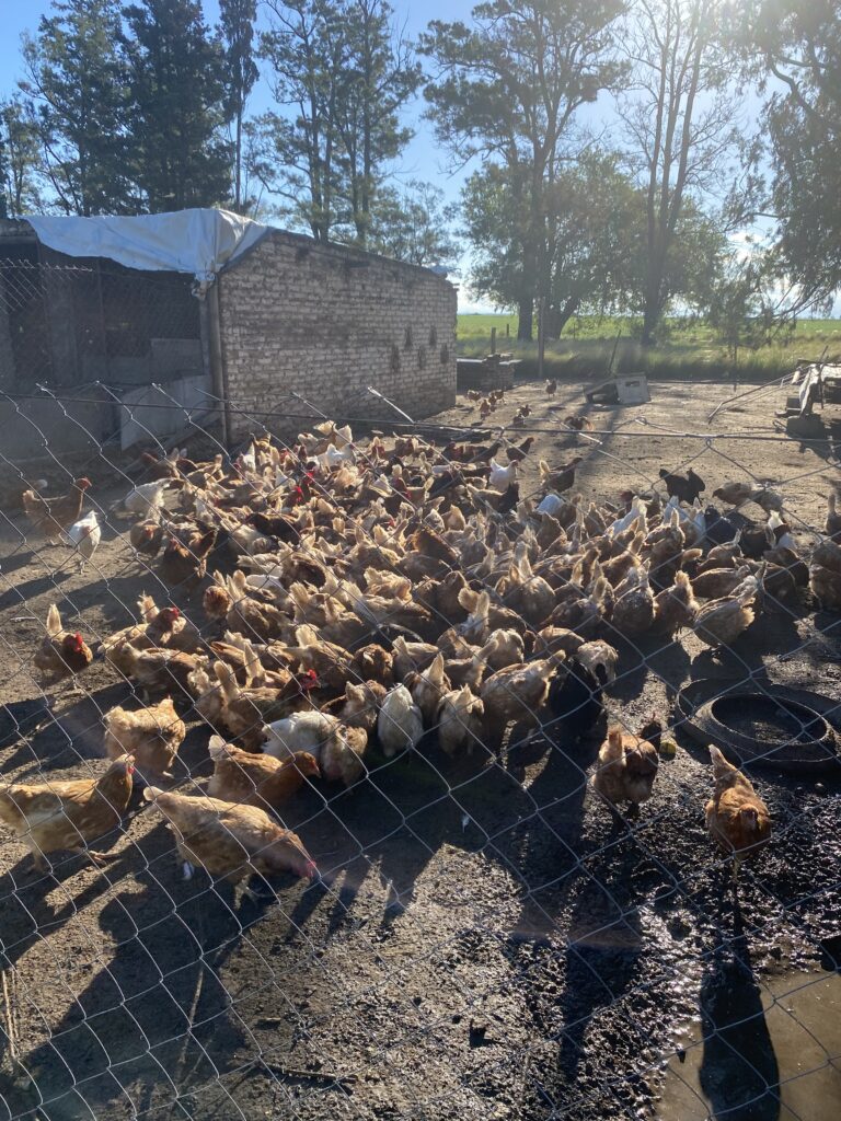Ponedoras y gallinero