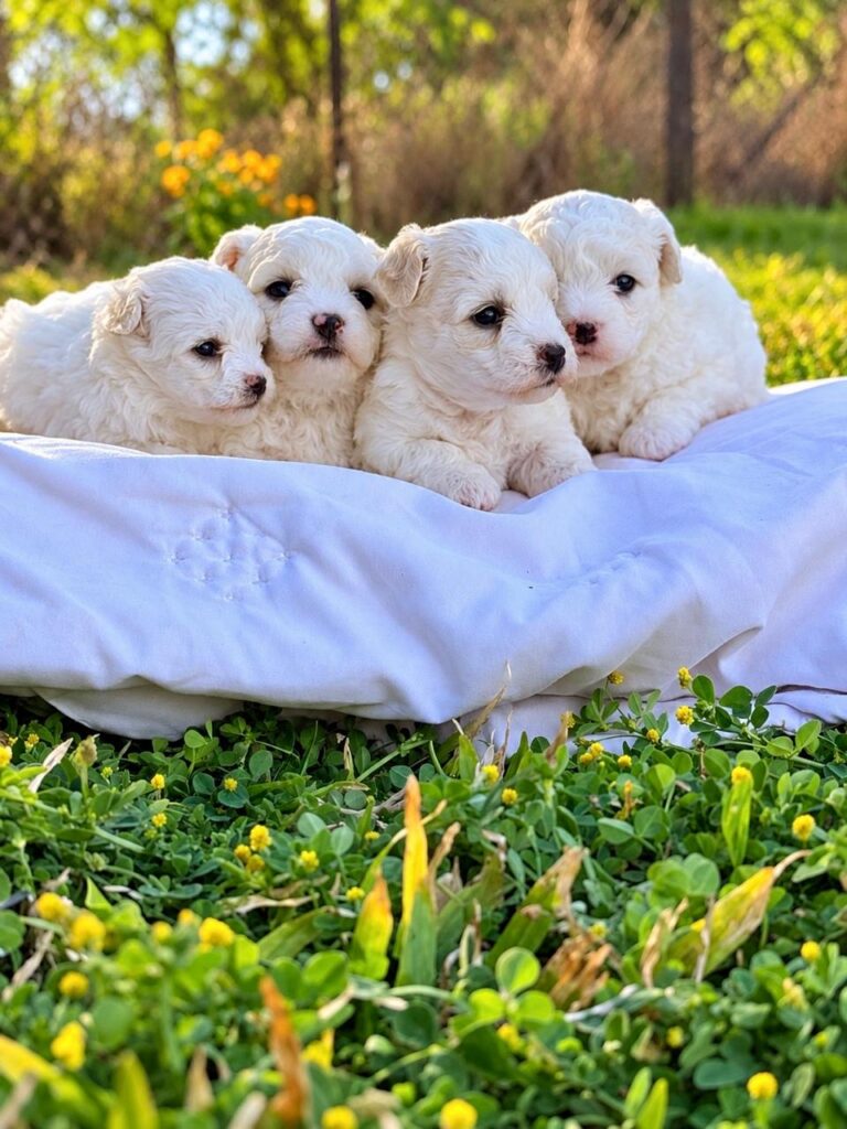 Bichones Frisé