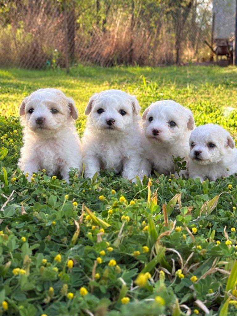 Bichones Frisé