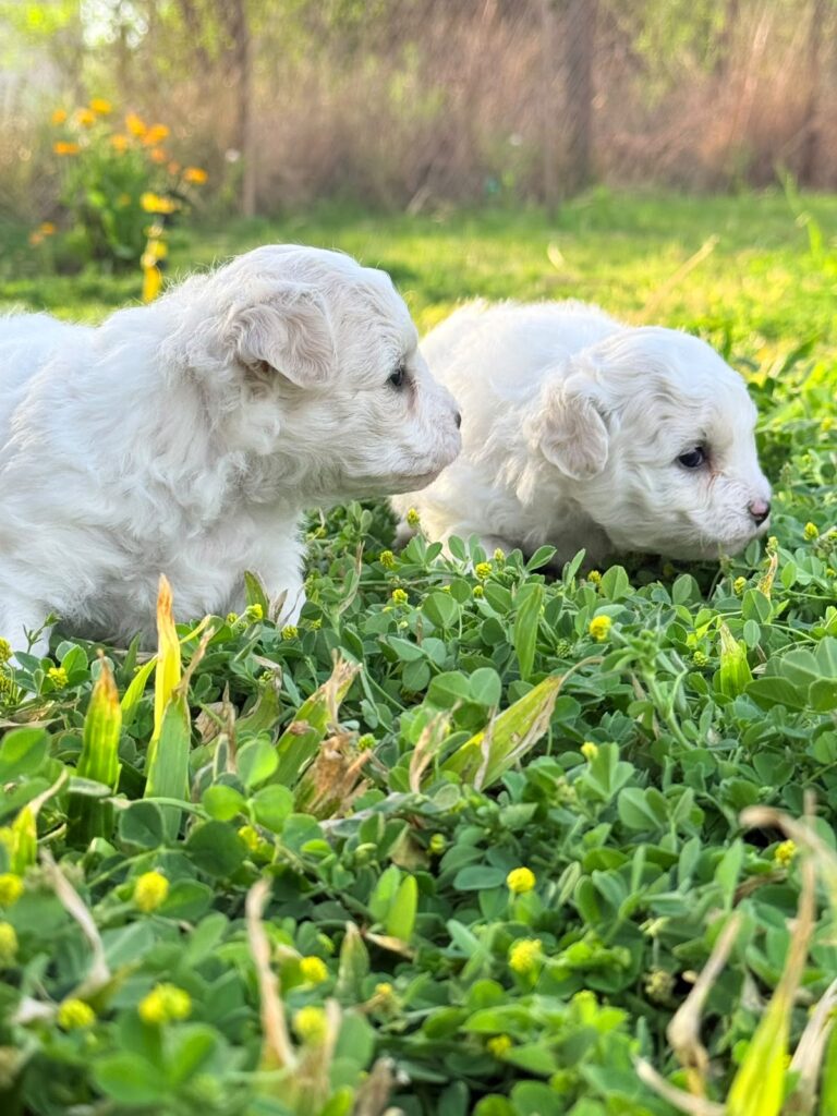 Bichones Frisé